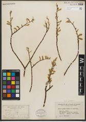 Foto von Salix petiolaris Sm.